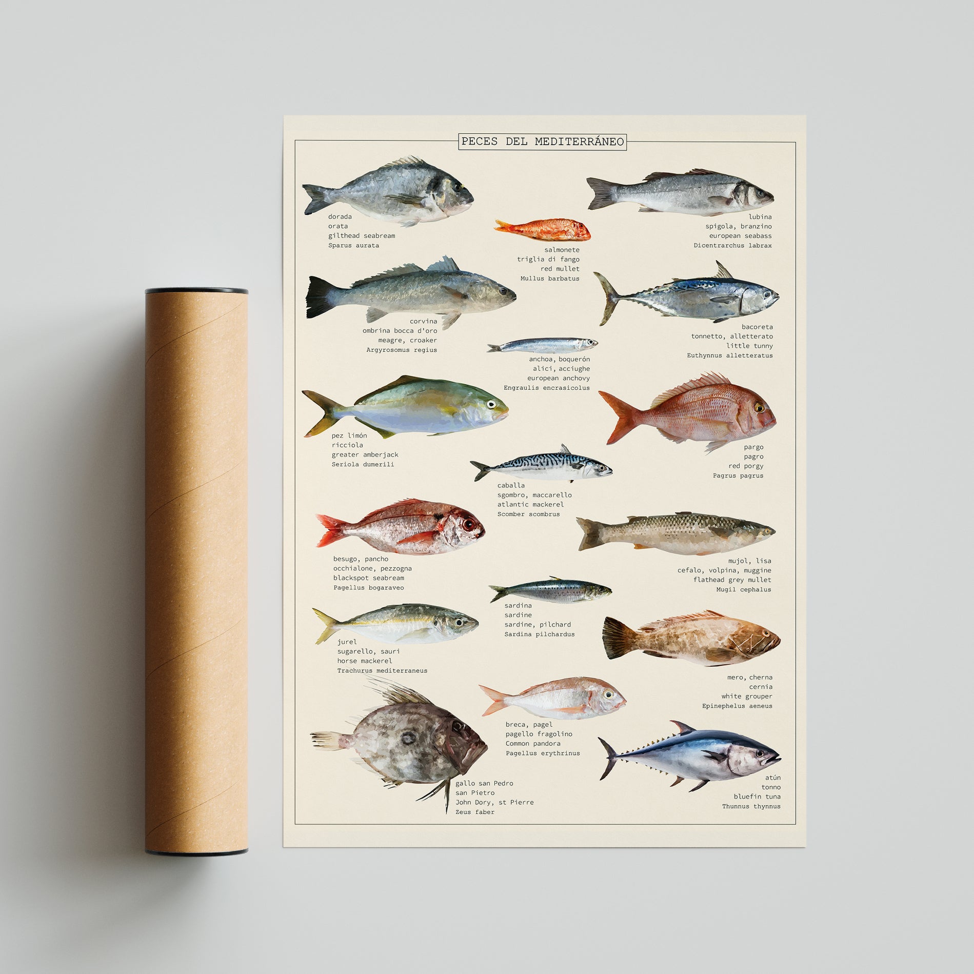 Marine Life